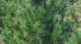 Кедр сибирский Pinus sibirica1