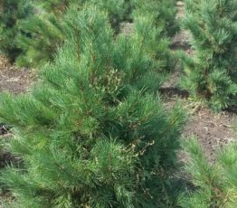 Кедр сибирский Pinus sibirica4