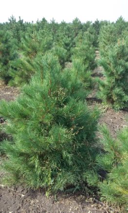 Кедр сибирский Pinus sibirica4