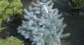 Picea-Blue-Diamond-002