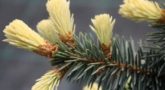 Picea-pungens-Biaobok-3