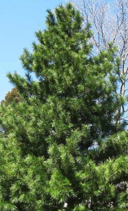 Pinus_koraiensis