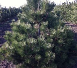 Сосна черная 'Pinus nigra'