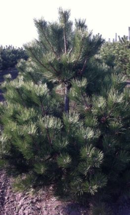 Сосна черная 'Pinus nigra'