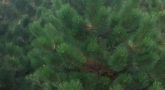 Сосна черная 'Pinus nigra'3