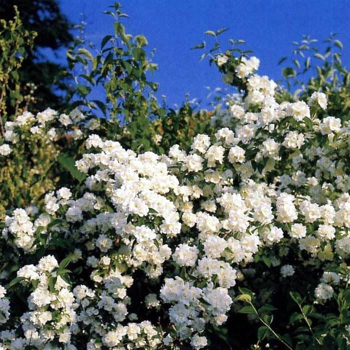 Неприхотливые цветущие кустарники — жасмин садовый, или чубушник