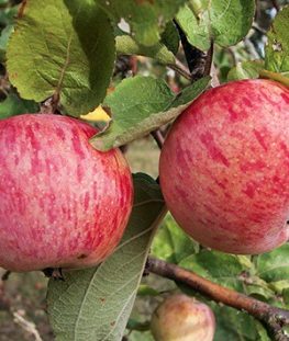 Яблоня Осеннее Полосатое (Штрейфлинг) - цены, фото и описание