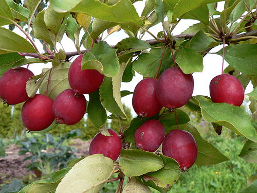 Яблоки Сорт Китайка Фото