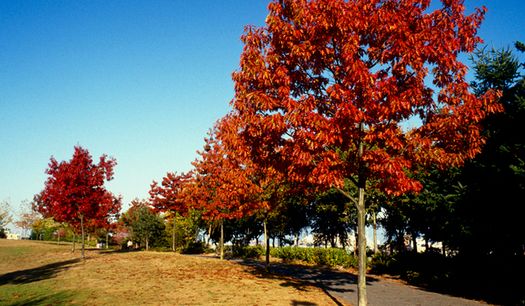 Дуб Красный Листья Фото