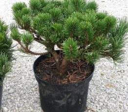 Pinus-Gnom-6