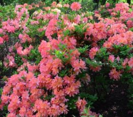 Rhododendron japonicum pink