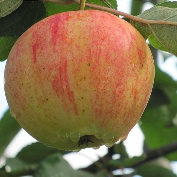 Яблоня Орлинка - цены, фото и описание