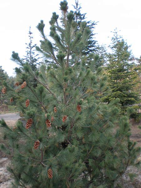 Сосна Румелийская (Pinus peuce) - цены, фото и описание | Купить саженцы  для посадки с доставкой почтой в питомнике ДивоСад-СПб
