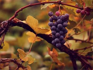 🍇 Посадка саженцев винограда осенью: технология, особенности, сроки
