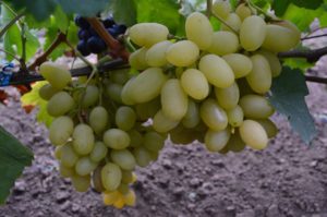 Саженцы винограда - купить разные сорта для посадки на даче и участке