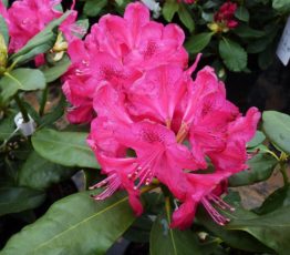 Rododendron-Nova-Zembla1