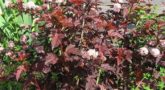 Physocarpus-opulifolius-Red-Baron