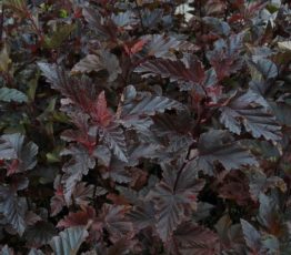Physocarpus-opulifolius-Red-Baron-2