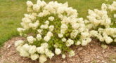 Hydrangea-paniculata-Bobo-July-1-1