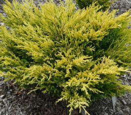 juniperus-horizontalis-limeglow