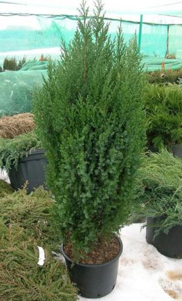 Juniperus-Stricta-4