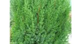 Juniperus-Stricta-5