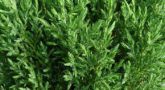 Juniperus-Stricta-8