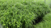 Carex-grayi-1-pots-1024x773