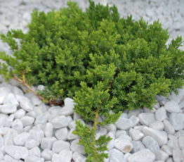 Juniperus_procumbens_'Nana'_(9)