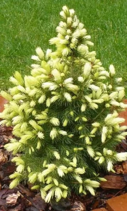 Picea-glauca-Daisys-white-2