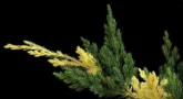 Juniperus-Expansa-Variegata-4