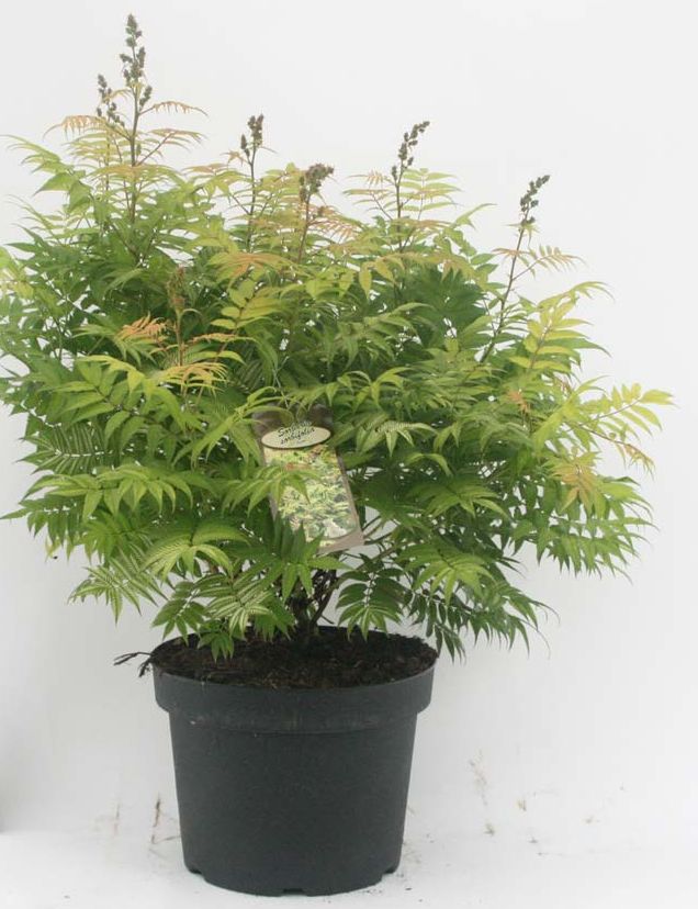 sorbaria-sorbifolia-19