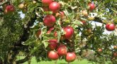 apple-tree-3-768x576-1.jpg