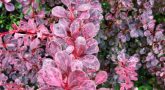 berberis-thunbergii-pink-quenn1-1024x1024-1.jpg