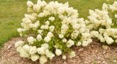 hydrangea-paniculata-bobo-july-1-1-scaled-1.jpg