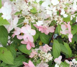 hydrangea-paniculata-candlelight_1.jpg