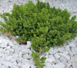 juniperus_procumbens_nana_9-scaled-1.jpg