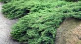 juniperus_rockerygem4.jpg