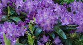 rhododendron-catawbiense-grandiflorum-m002320-668426-0.jpg