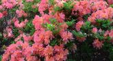 rhododendron-japonicum-pink-1.jpg