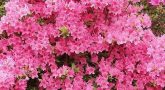 rhododendron-japonicum-pink_1.jpg