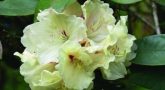 rododendron-elsie-straver
