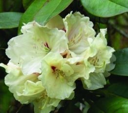 rododendron-elsie-straver.jpg