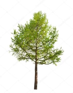 depositphotos_12357333-stock-photo-green-larch-isolated-on-white