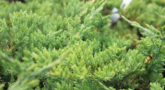 full_juniperus-squamata-hunnetorp-1