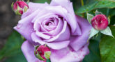 roza-chajnogibridnaja-majzer