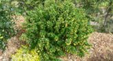 Berberis-Buxifolia
