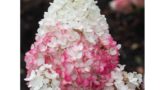 gortenziya-metelchataya-stroberri-blossom11-900x600