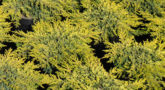 juniperus_communis_goldschatz