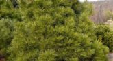 sosna-chernaya-Pinus-nigra-Nana